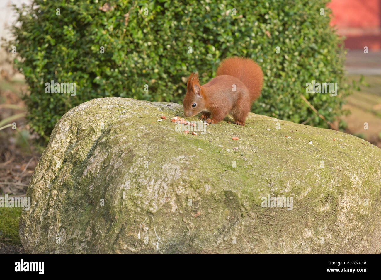 squirrel on a stone, Wilhelmsburg, Hamburg, Germany Stock Photo