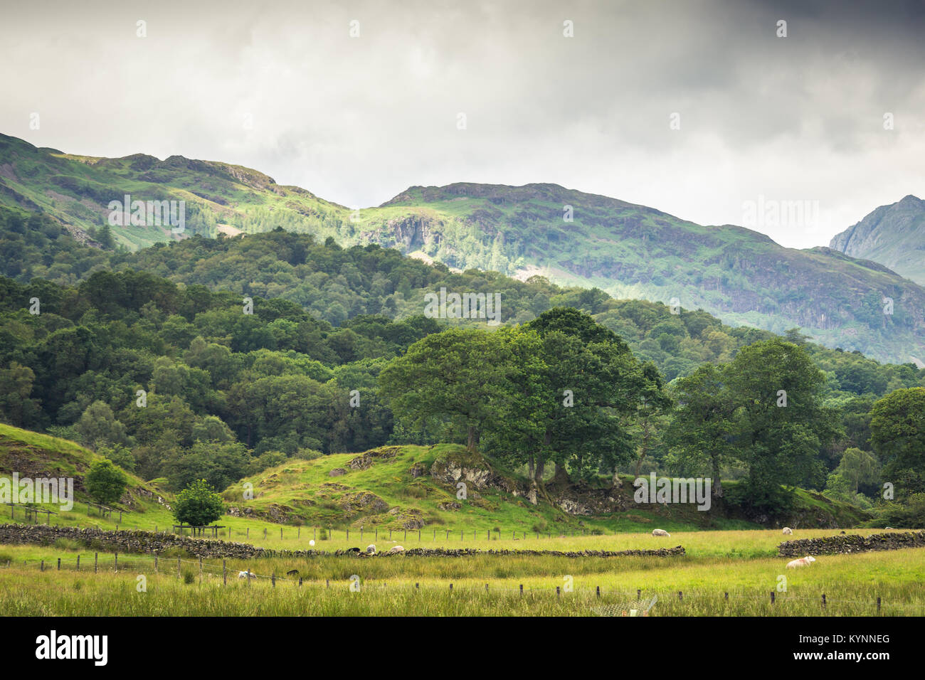 Beautiful vista of the English countryside with sheep grazing in the meadow. Stock Photo