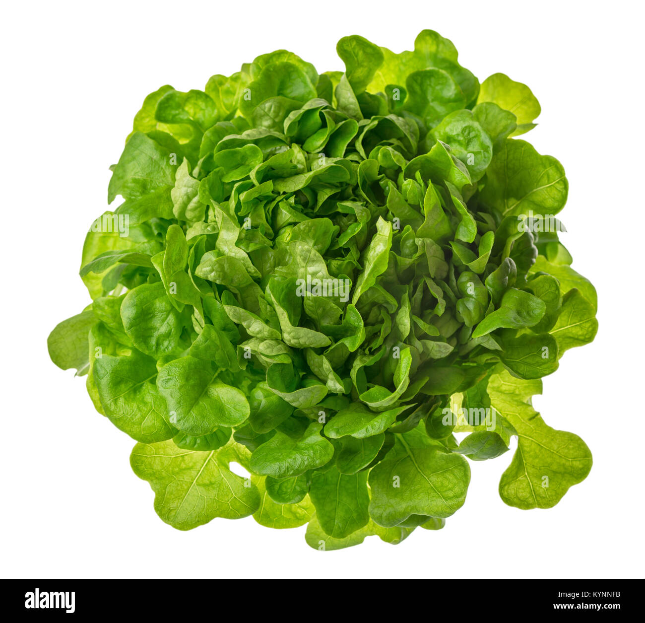 butterhead lettuce or green head salad photo isolated on white