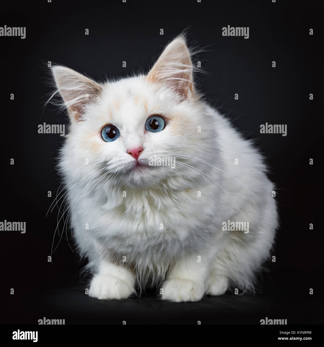 Black and white ragdoll kitten 2025