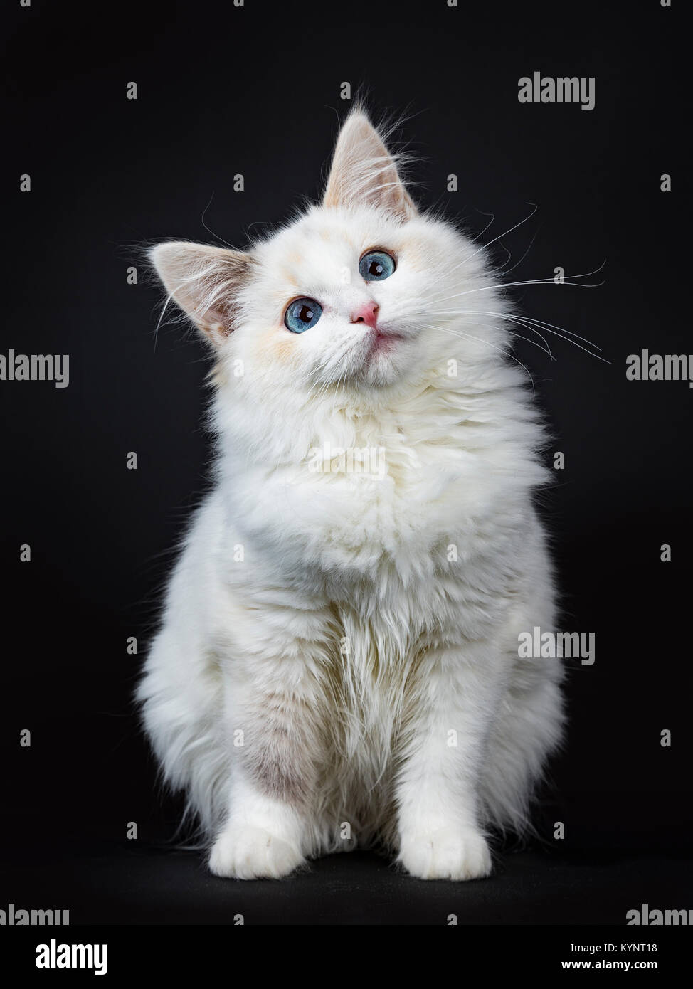 Blue eyed ragdoll cat / kitten sitting isolated on black background looking up with tilted head Stock Photo