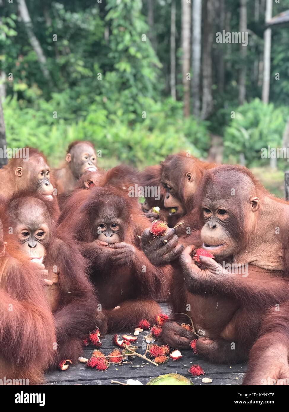 Orangutans eat their favourite fruit rambutan at the rescue station of the  Foundation Borneo Orangutan Survival (BOS) in Nyaru Menteng on Borneo,  Indonesia, 10 January 2018. Photo: Christoph Sator/dpa Stock Photo - Alamy