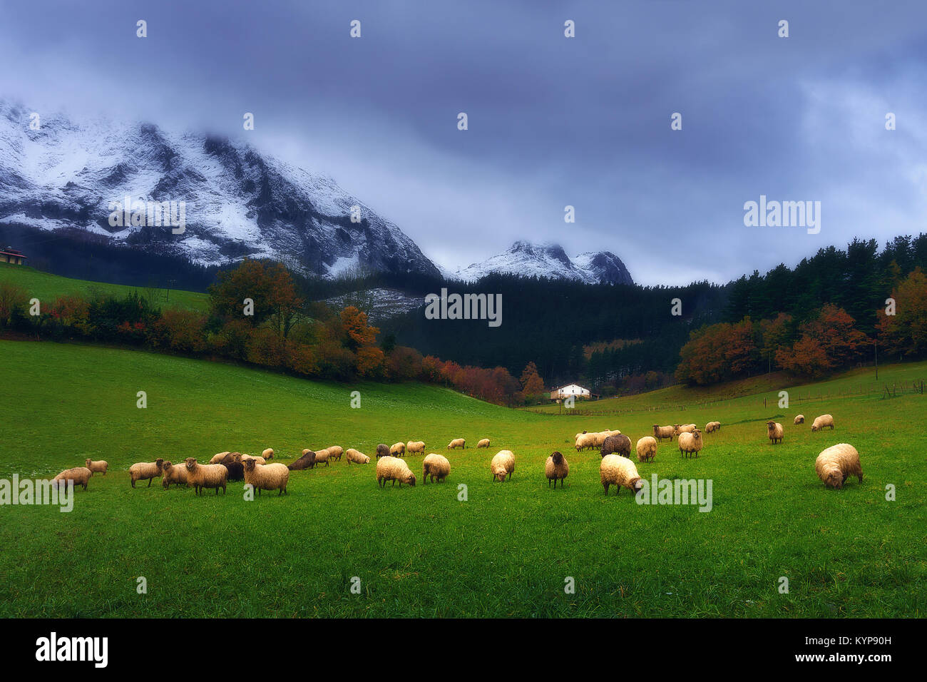 sheep grazing in Basque Country Stock Photo