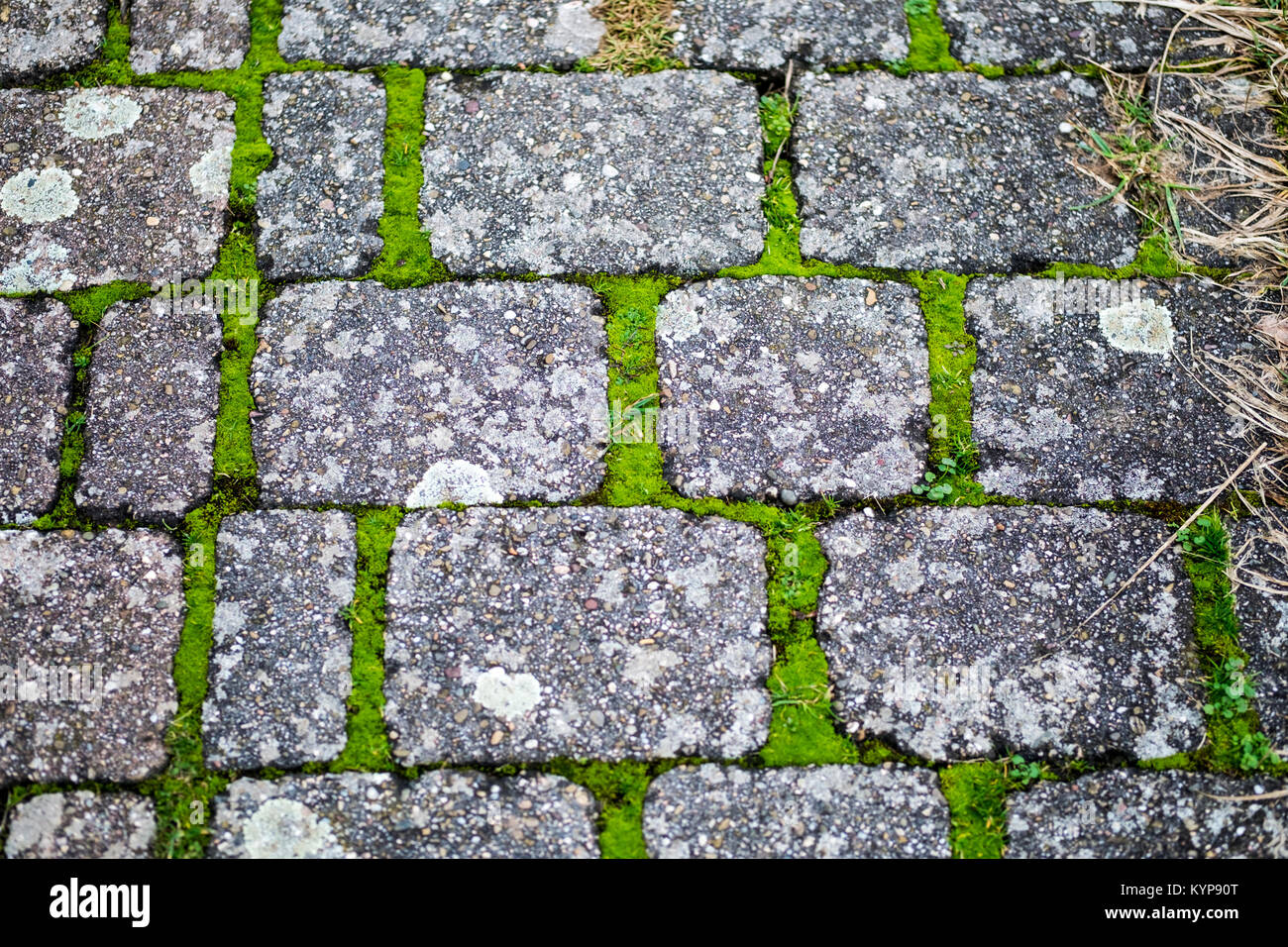 Cobblestones with moss Stock Photo