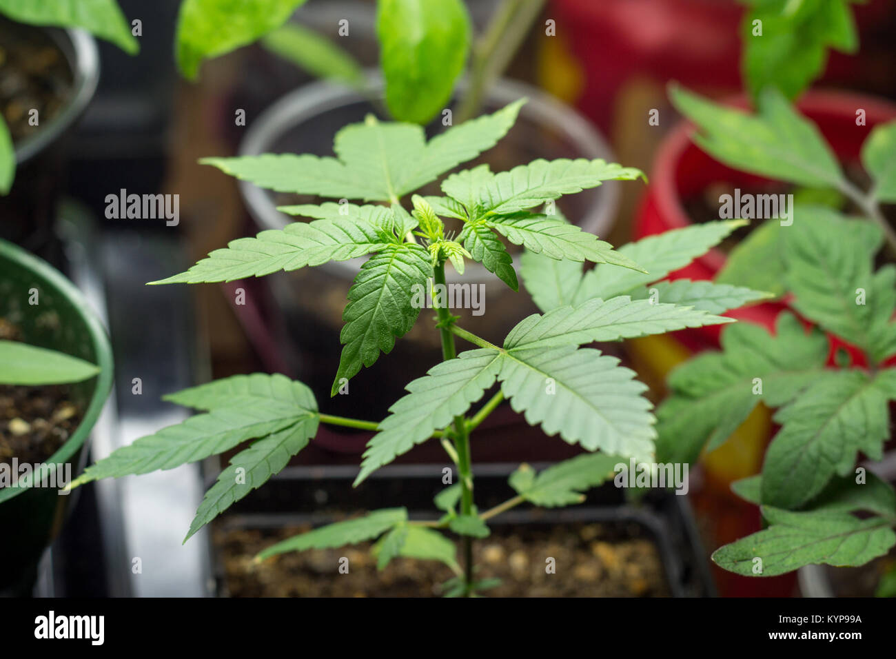 marijuana plant growing indoor under neon lights Stock Photo