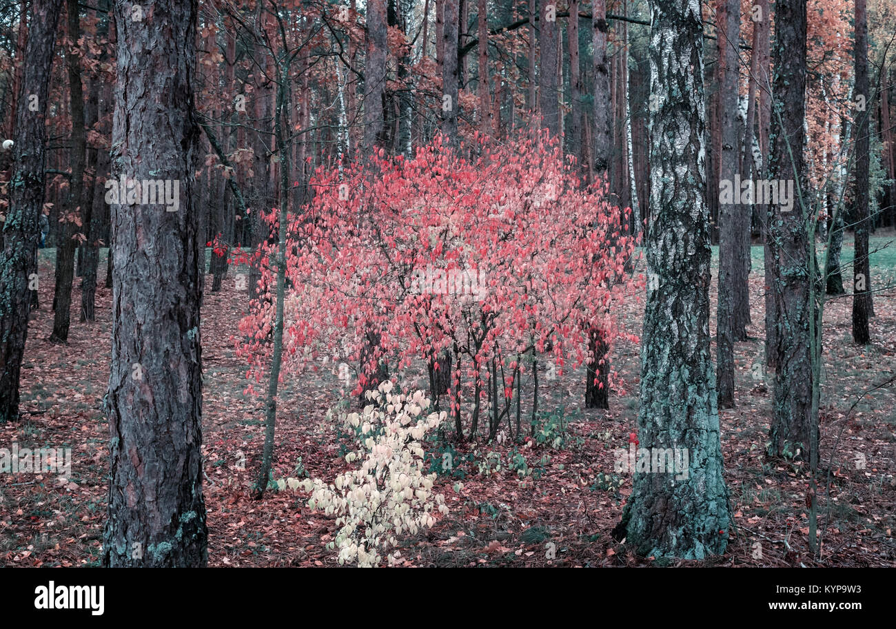 Autumn landscape: large shrub of the spindle tree with bright pink leaves in the autumn forest. Stock Photo