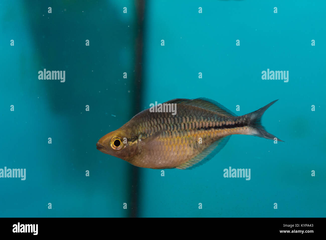 Melanotaeniidae rainbowfish in aquarium Stock Photo Alamy