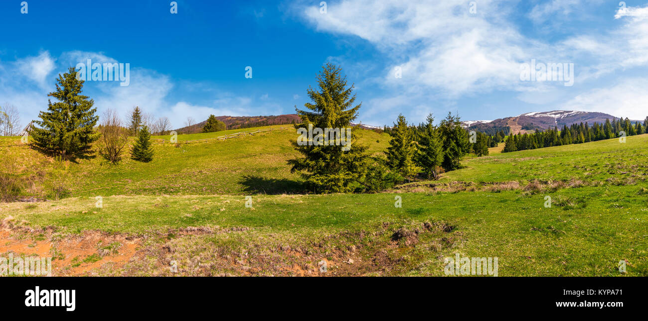 panorama of spruce forest on grassy hills. beautiful landscape of Carpathian mountains in springtime. location - valley of Pylypets village, Ukraine Stock Photo