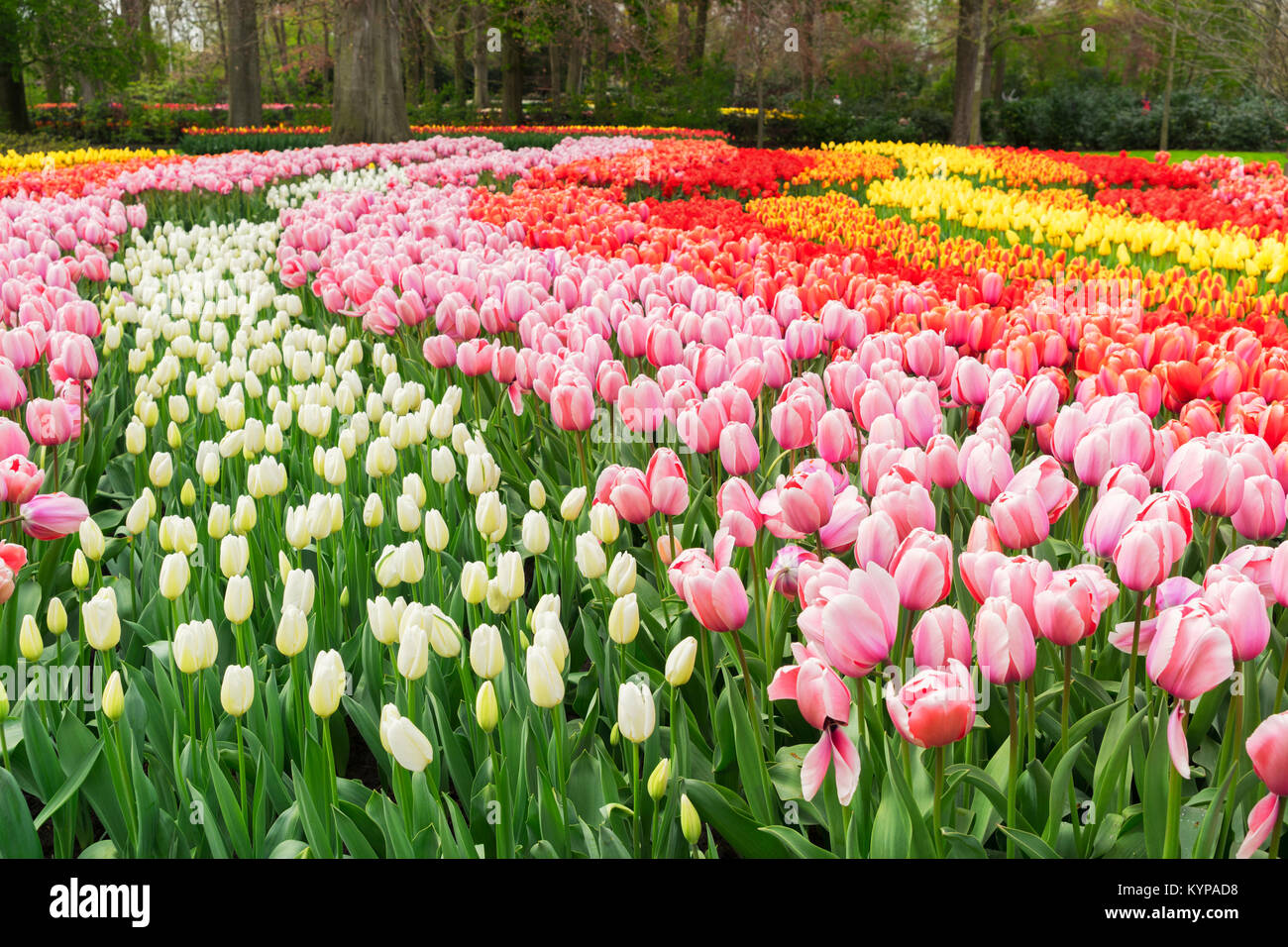 Rows of tulip flowers Stock Photo - Alamy