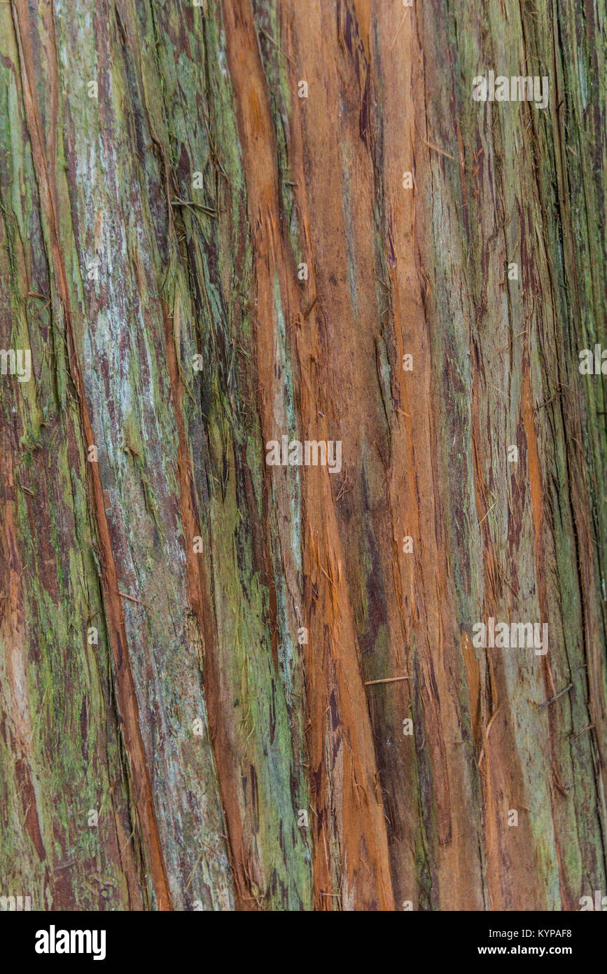 The bark on the trunk of an Himalayan juniper (Juniperus recurva) Stock Photo