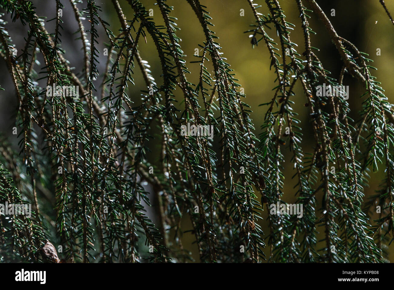 hanging branches of an Oriental spruce (Picea orientalis) Stock Photo