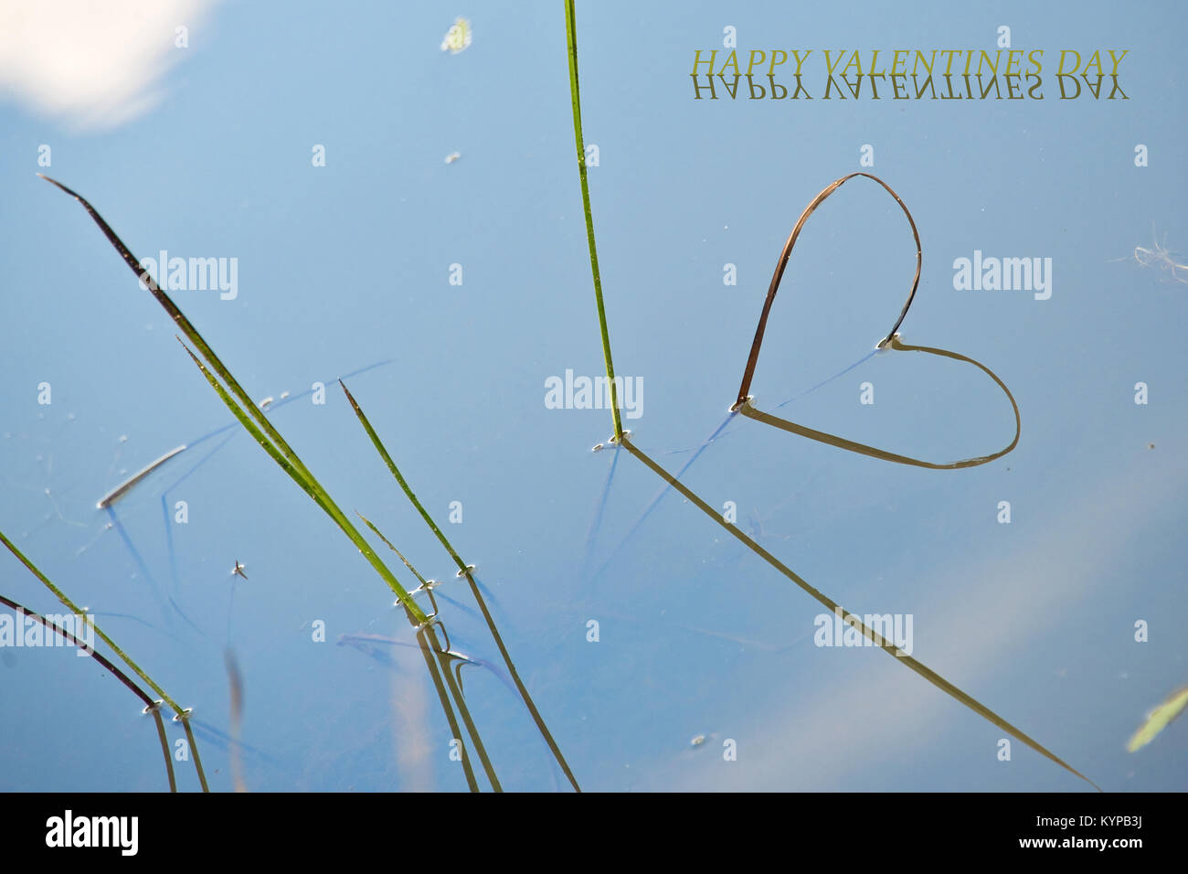 Valentines day card, grass in water and reflections in the shape of a heart Stock Photo