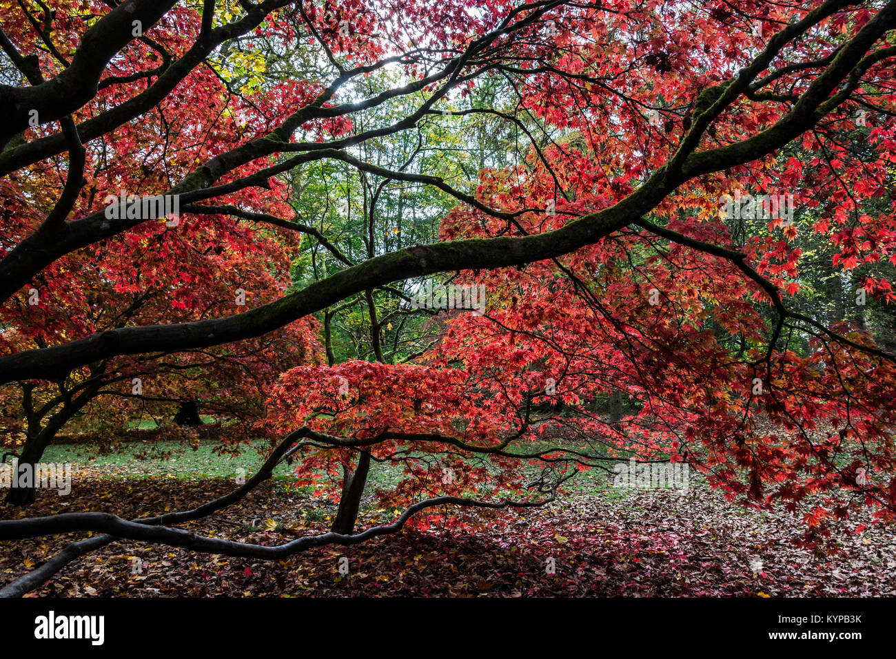 Branches japanese maple tree hi-res stock photography and images - Alamy
