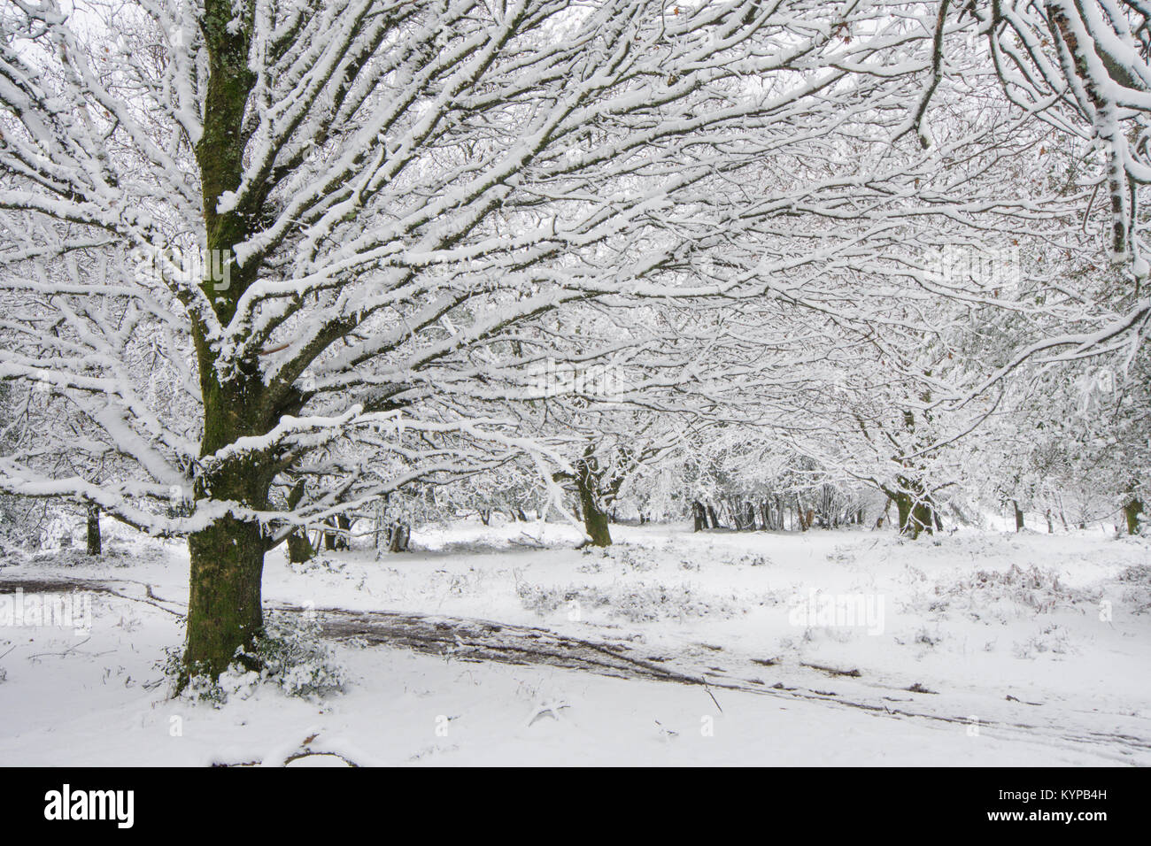 wet snow stuck to and covering branches trunks and trees on Hindhead