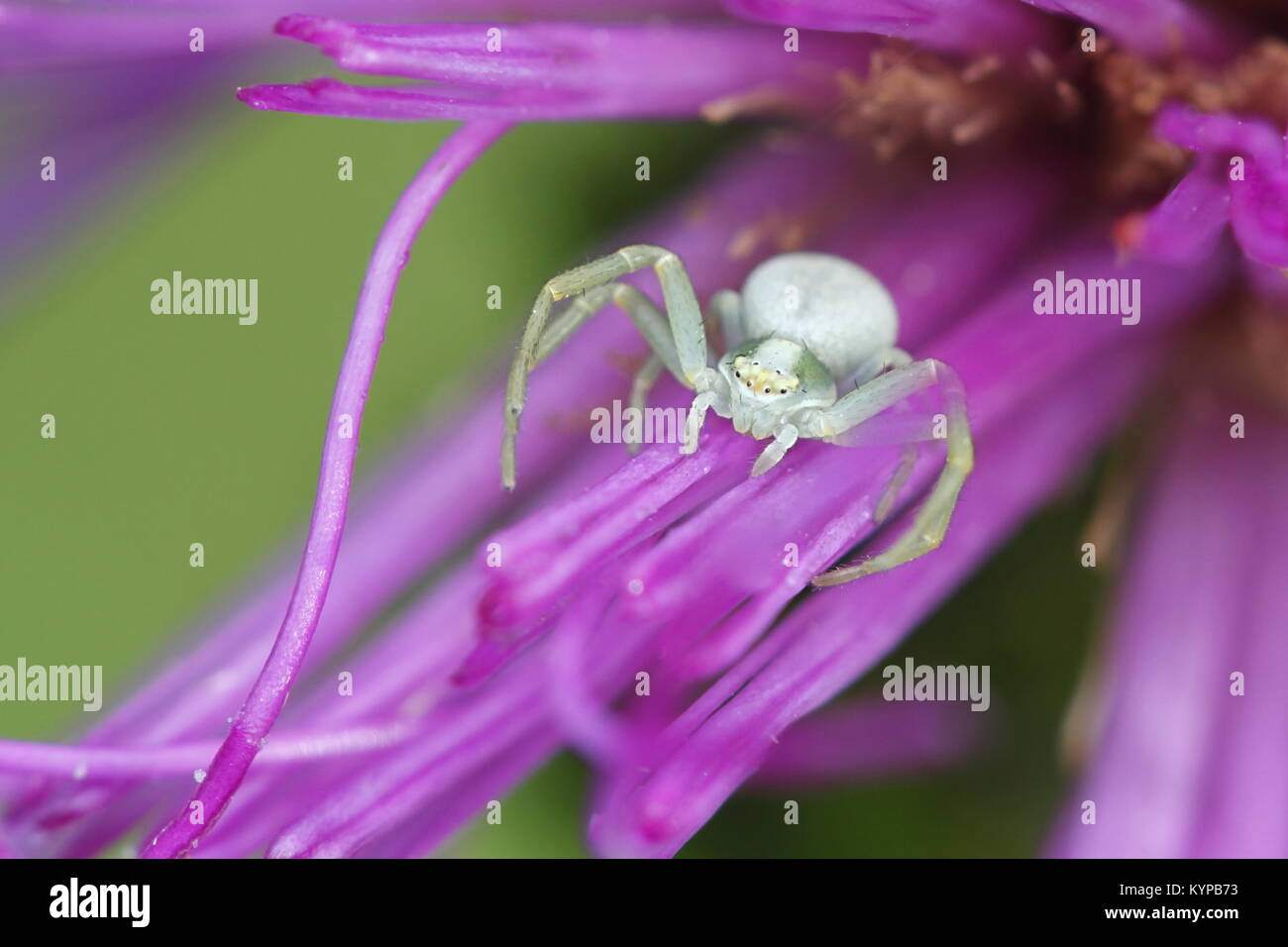 White crab spider, Misumena vatia, and marsh thistle, Cirsium palustre Stock Photo