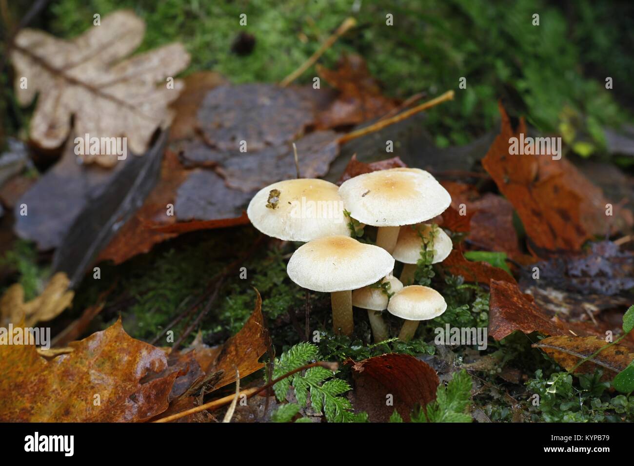 Conifer tuft mushroom, Hypholoma capnoides  an edible and delicious wild mushroom Stock Photo