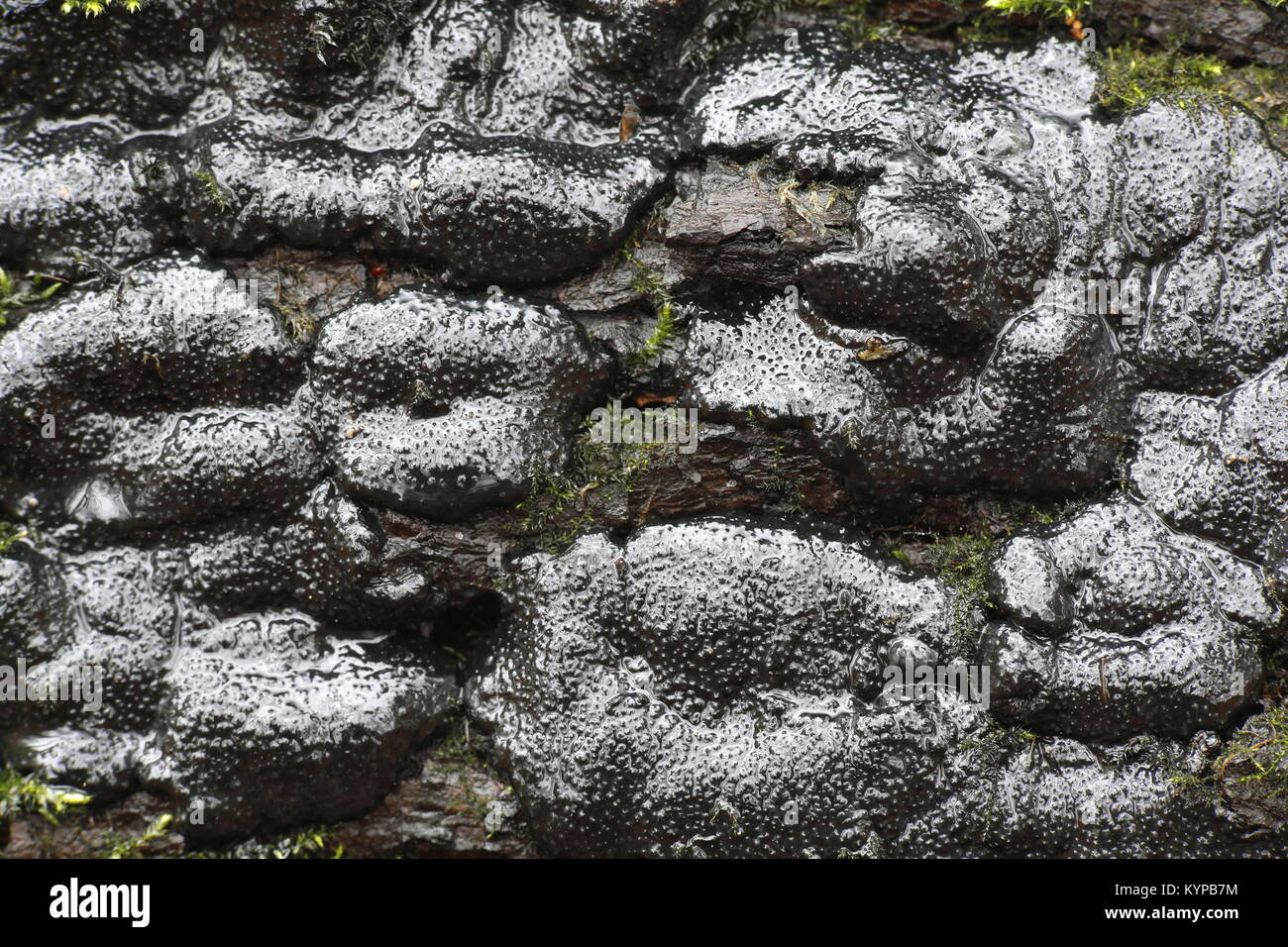 Brittle cinder fungus, Kretzschmaria deusta, very serious plant