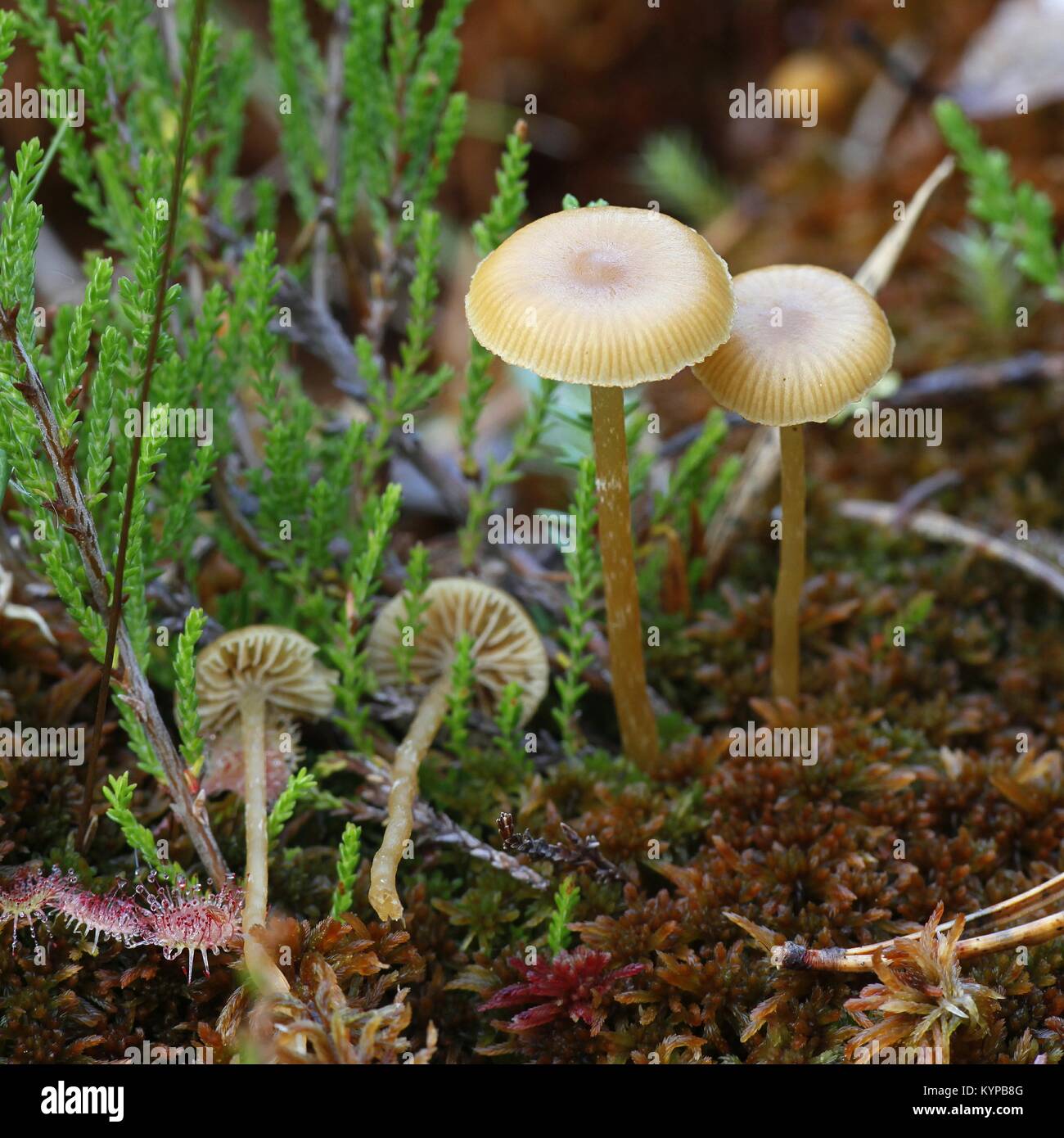 Sphagnum bog mushroom, Galerina sp Stock Photo