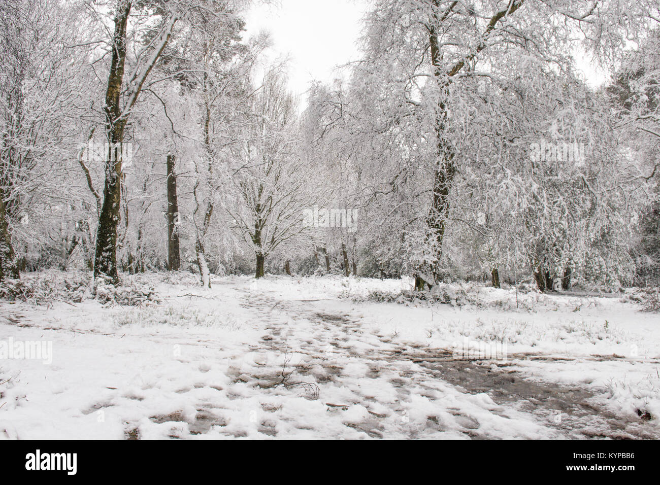 wet snow stuck to and covering branches trunks and trees on Hindhead