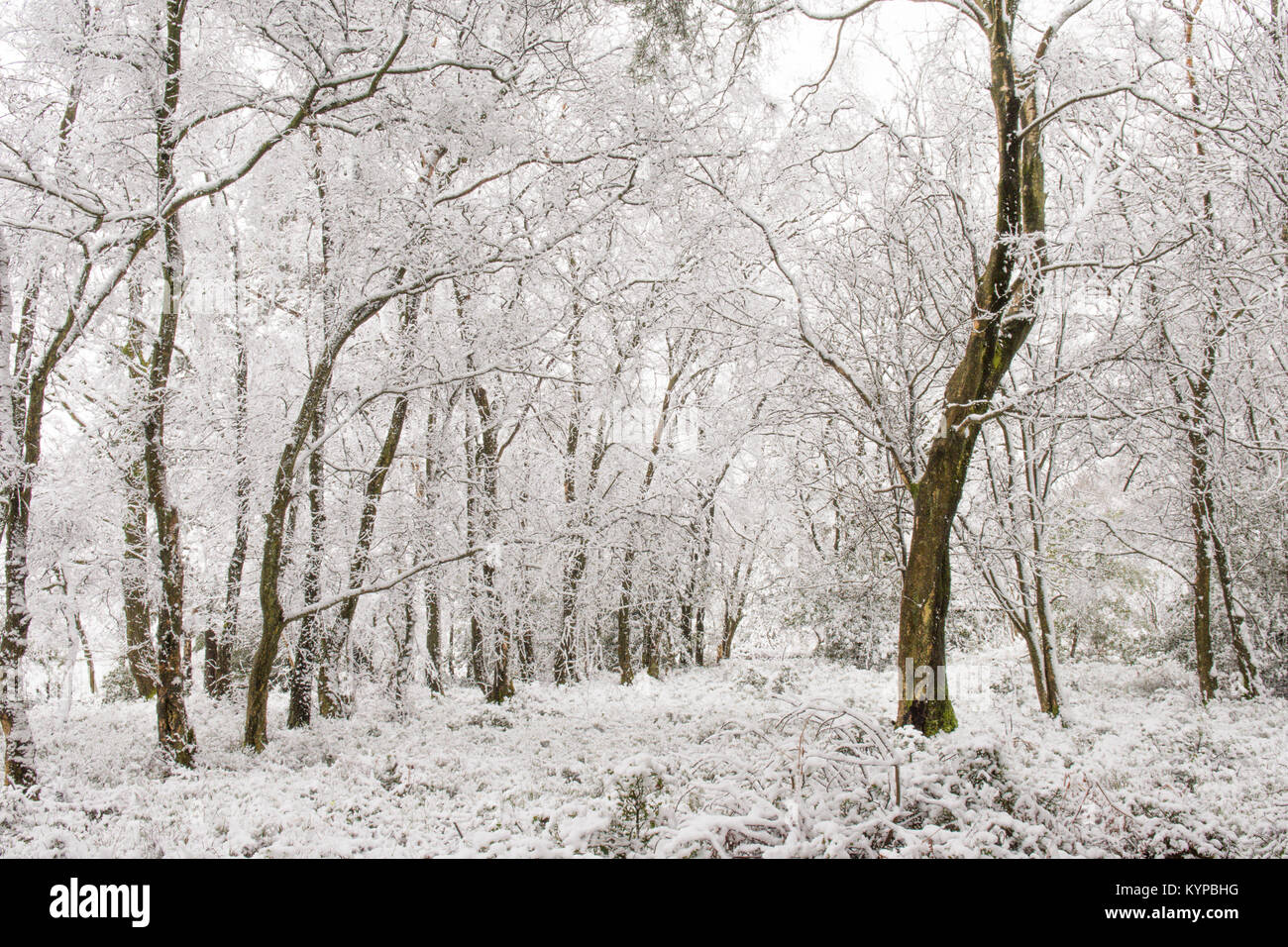 wet snow stuck to and covering branches trunks and trees on Hindhead