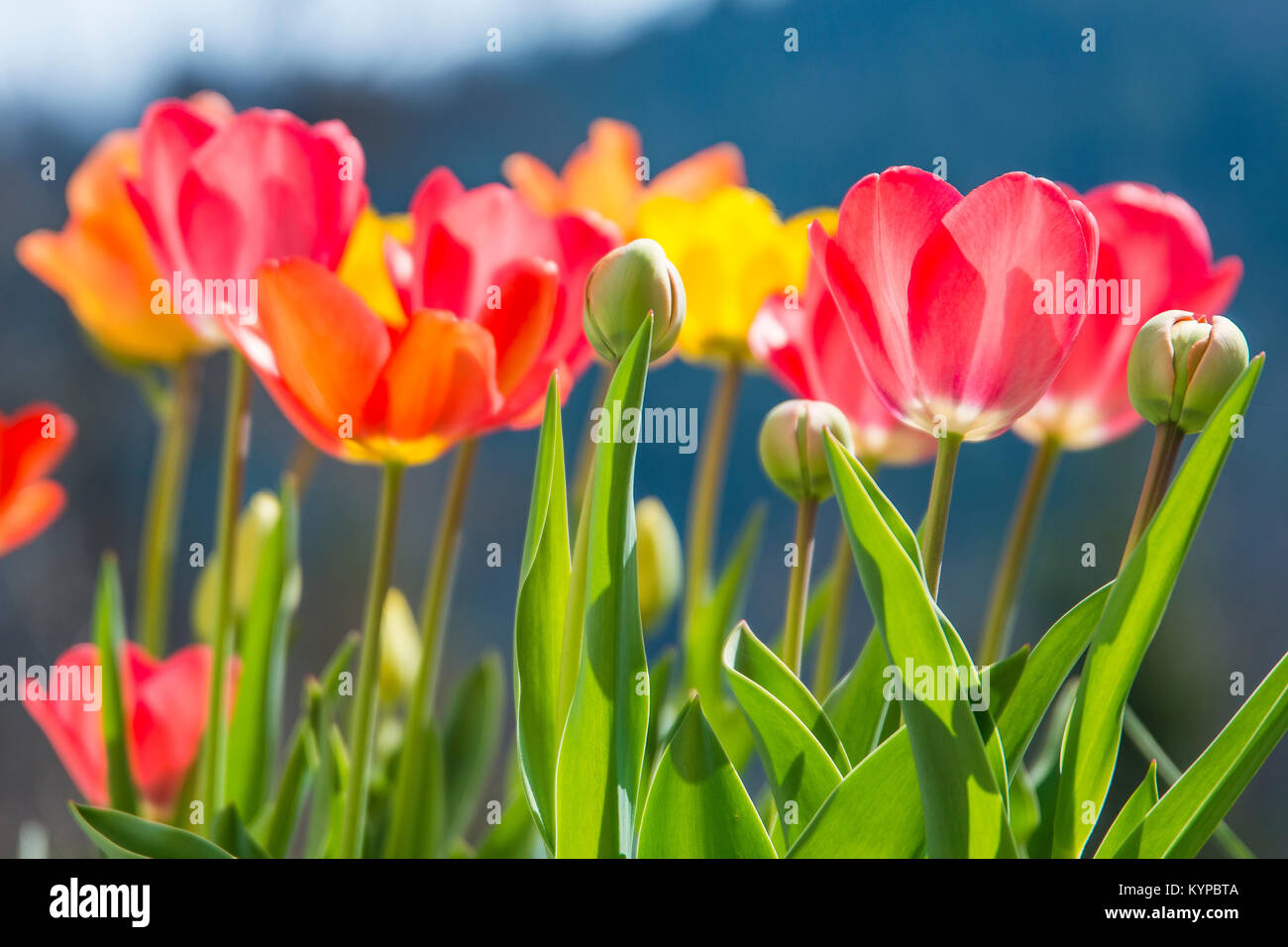 Beautiful Tulip flowers, Tulip Tulipa, Tulipan, Gardening colourfull plants. Stock Photo