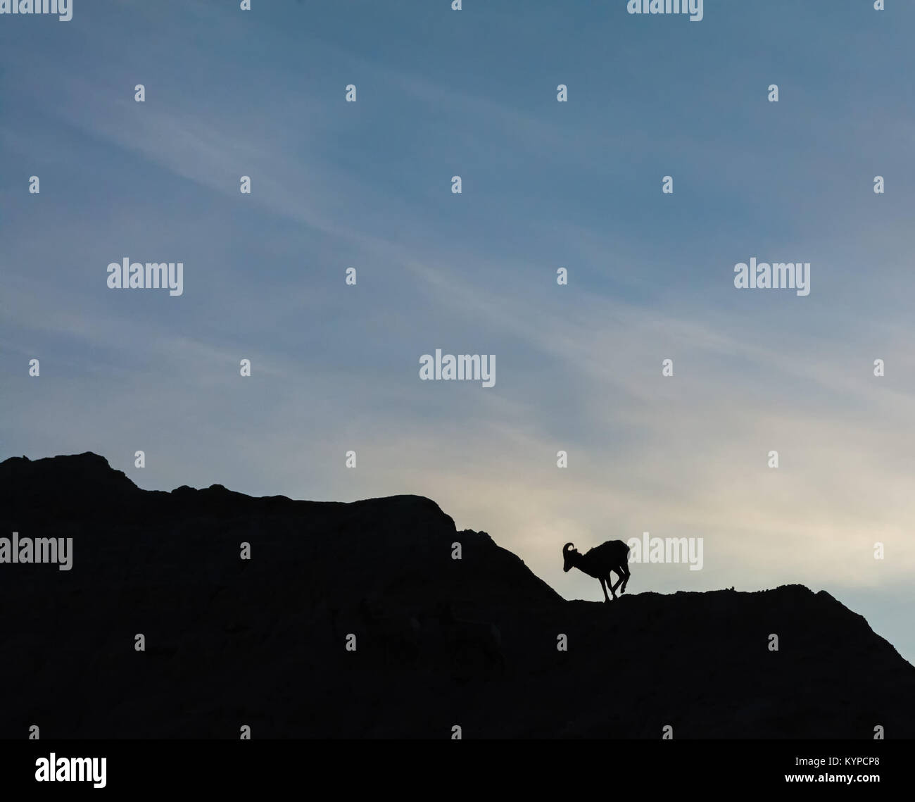 A sihouetted Big Horn Sheep hops along a ridge Stock Photo