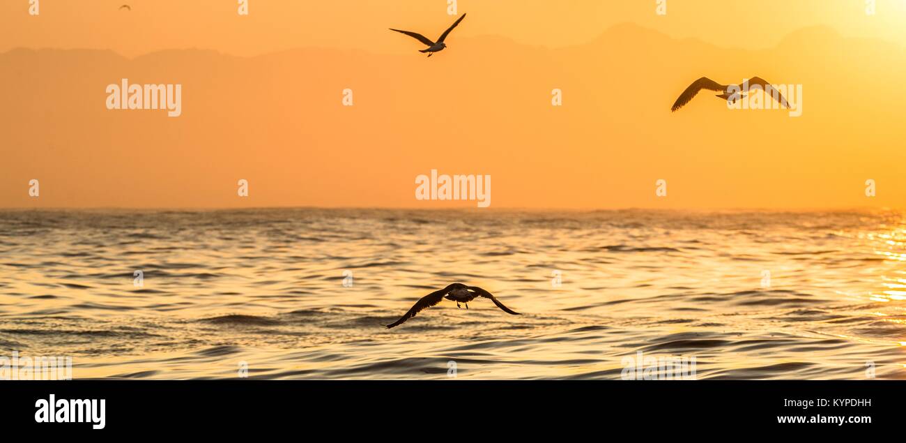 Kelp gull (Larus dominicanus) flying on sunset ocean background. Also known as the Dominican gull and Black Backed Kelp Gull. Sunset sky Stock Photo