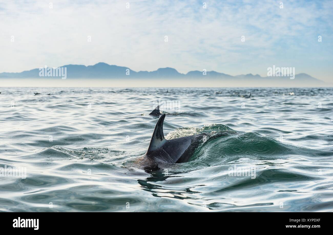 Group of dolphins, swimming in the ocean and hunting for fish. Dolphins swim and jumping from the water. The Long-beaked common dolphin (scientific na Stock Photo