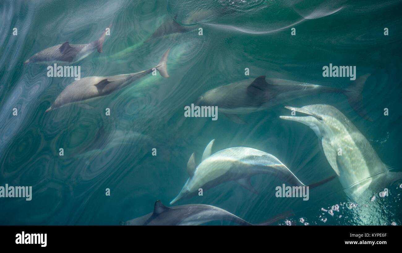 Group of dolphins, underwater swimming in the ocean and hunting for fish. The Long-beaked common dolphin ( Delphinus capensis ) swim in atlantic ocean Stock Photo