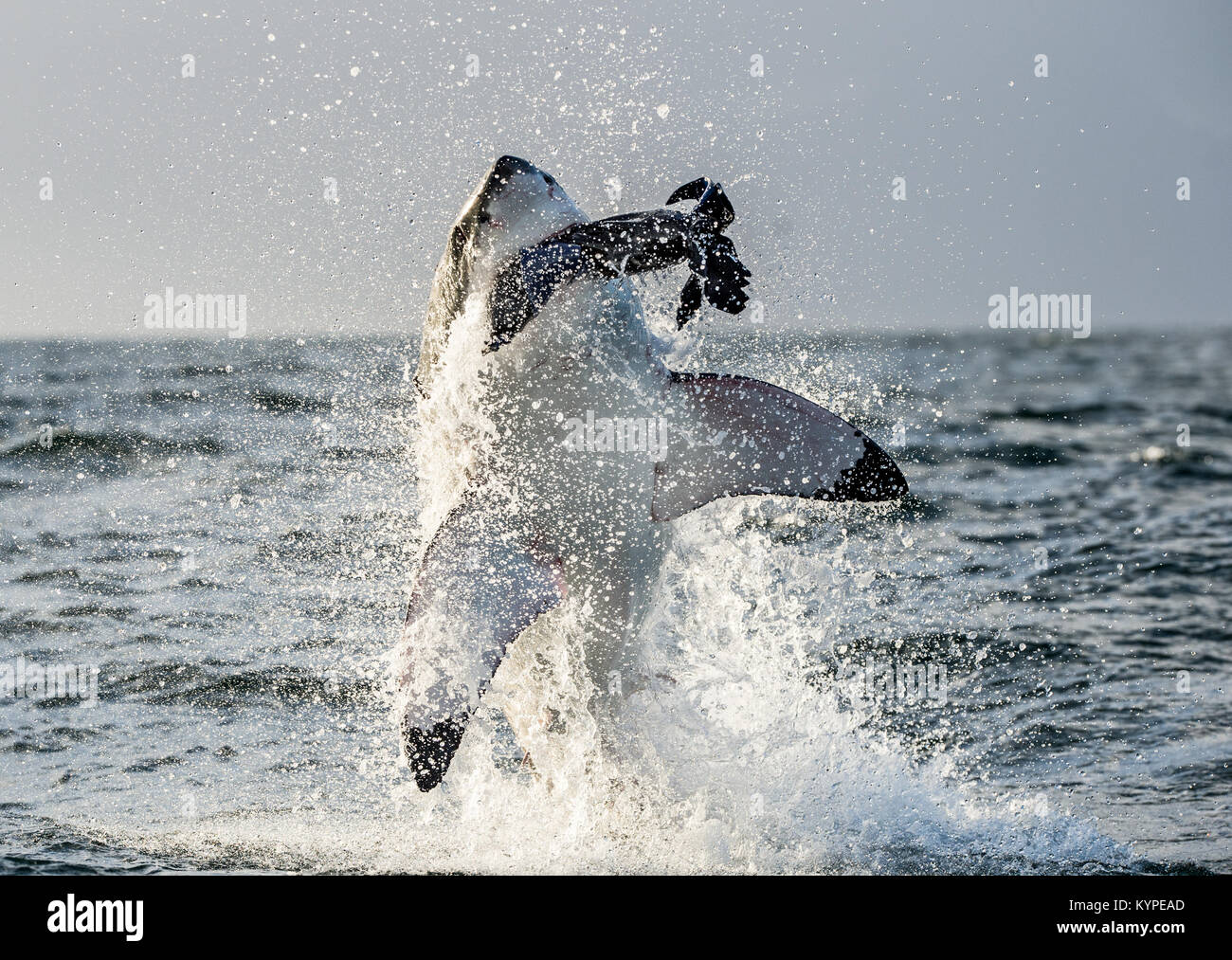 Great White Shark (Carcharodon carcharias) breaching in an attack. Hunting of a Great White Shark (Carcharodon carcharias). South Africa Stock Photo