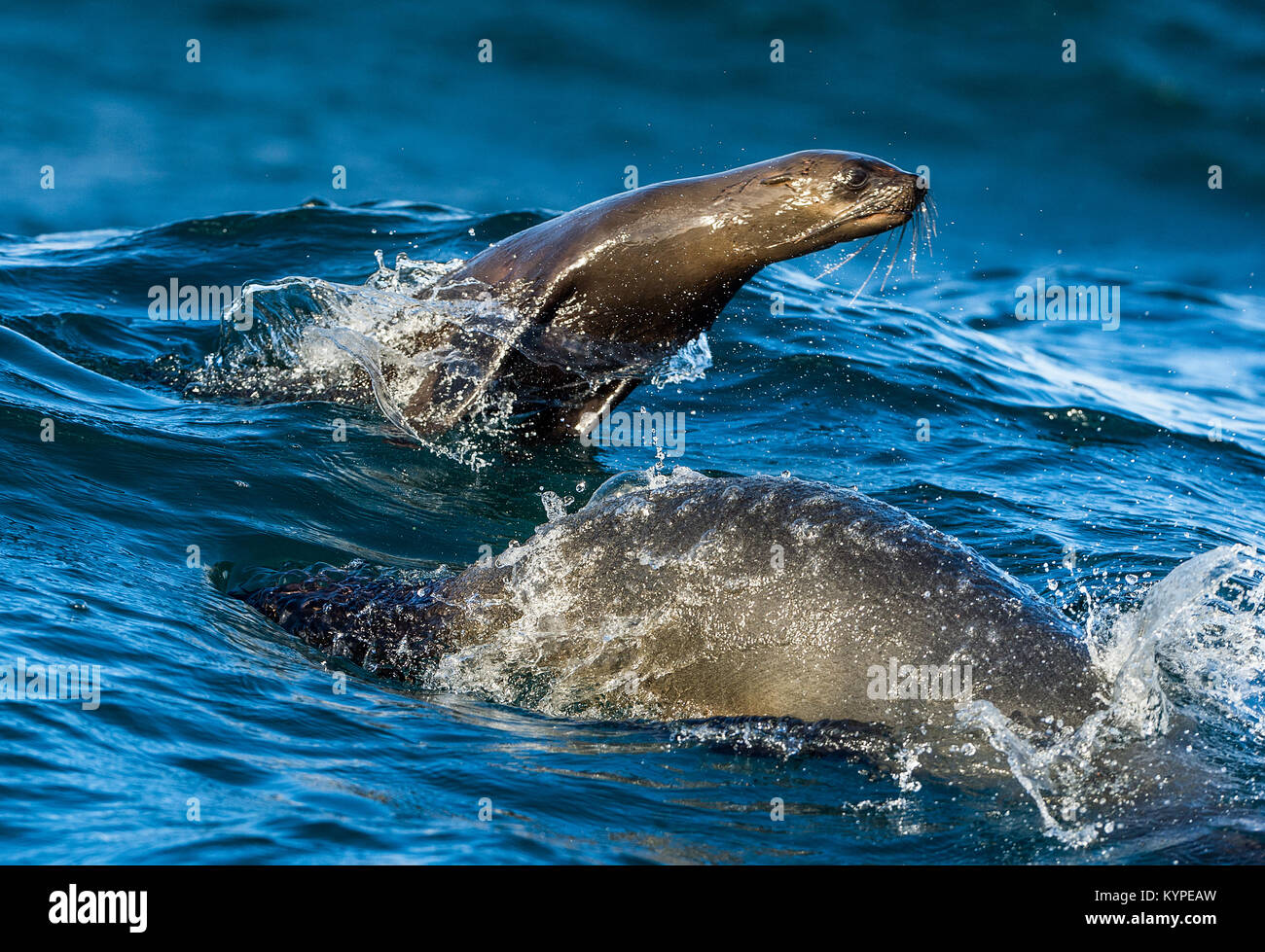 Seals swim and jumping out of water . Jumping Cape fur seal