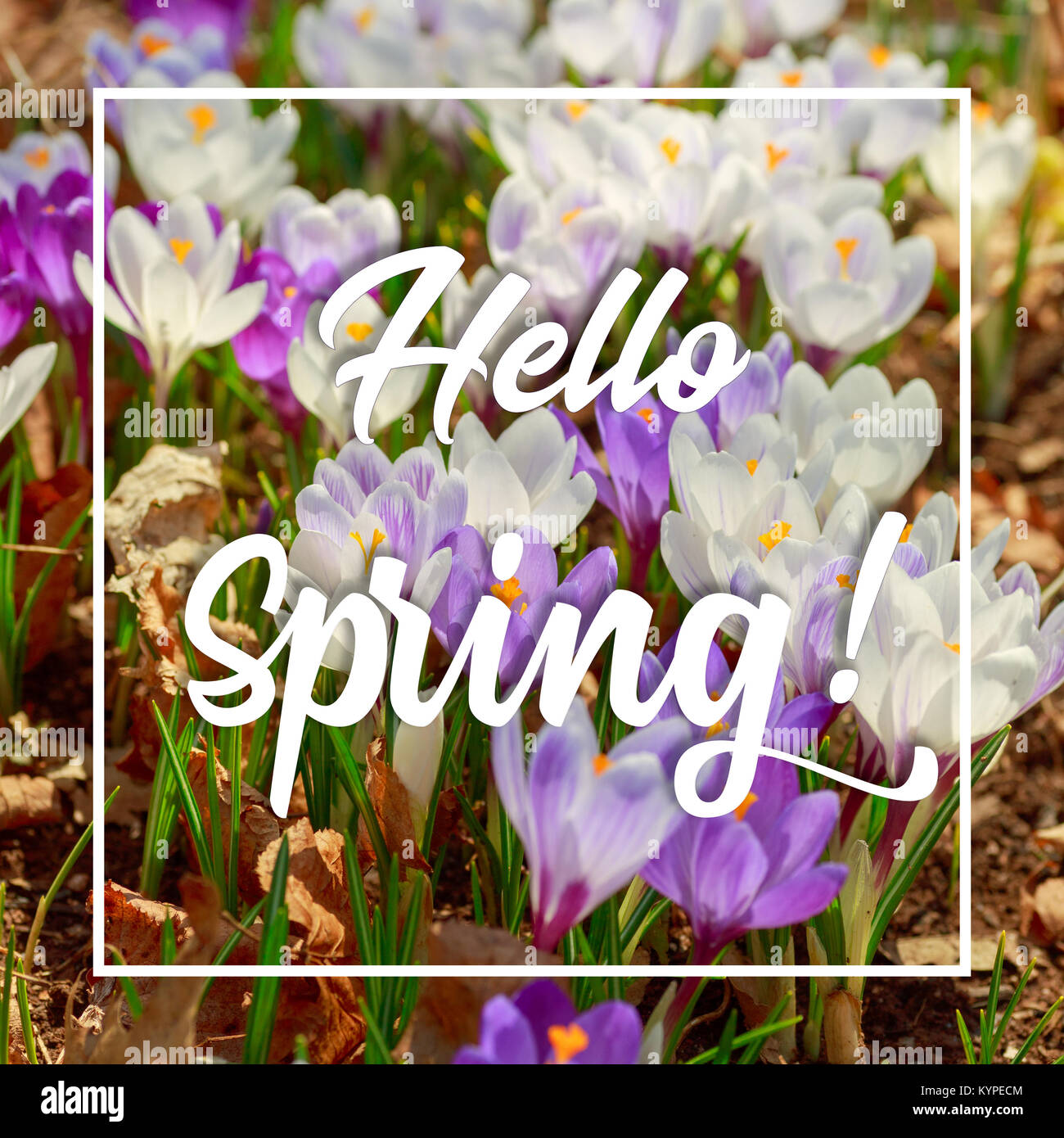 Springtime quote with flowering crocus. Stock Photo