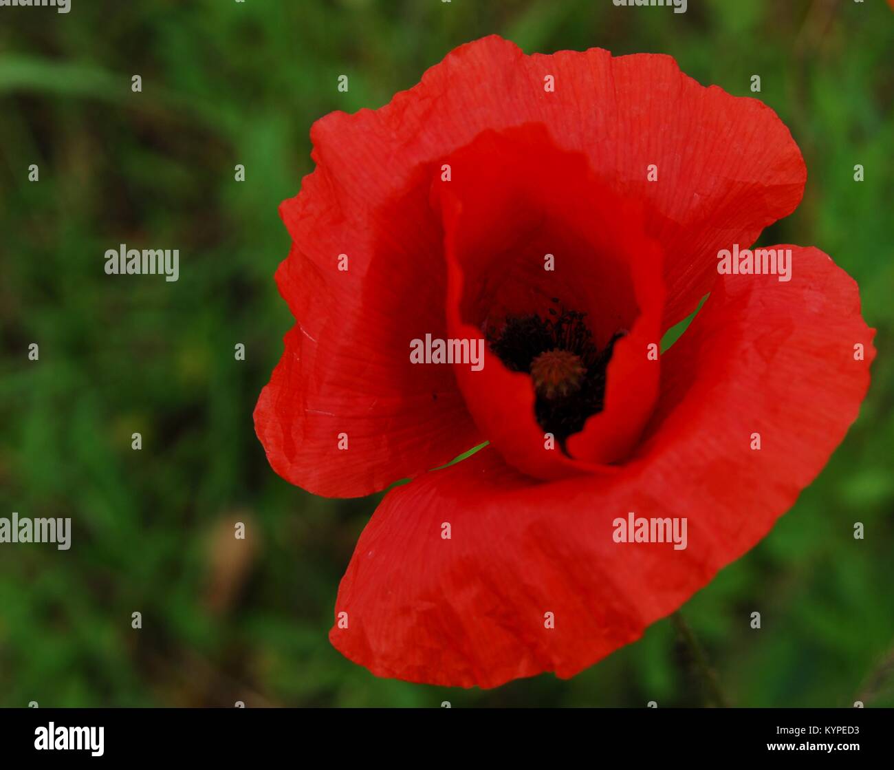 Poppy in the wild on meadow Stock Photo - Alamy