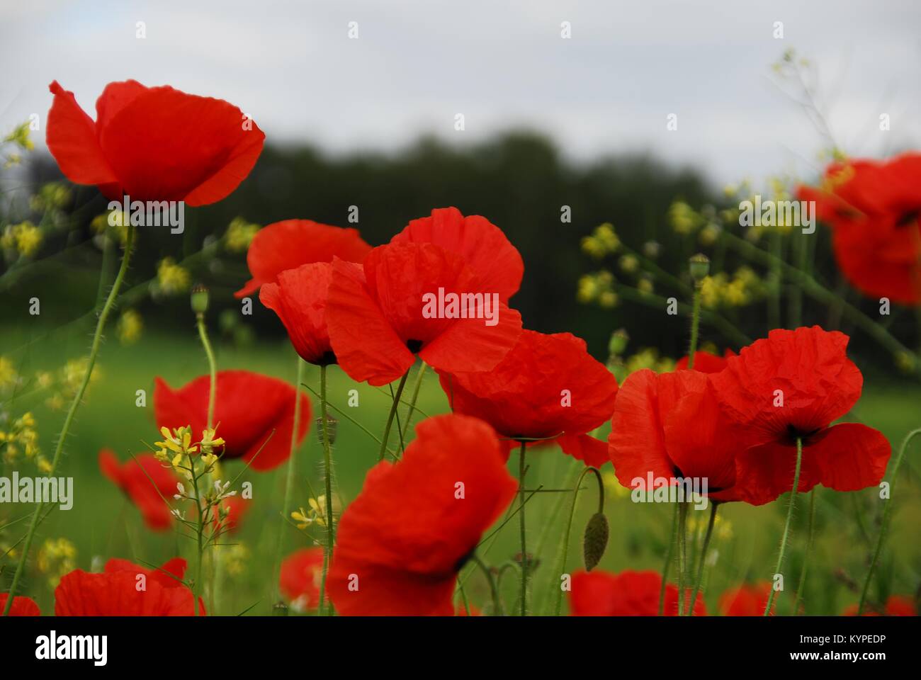 Wildflower meadow with poppies in the wild Stock Photo