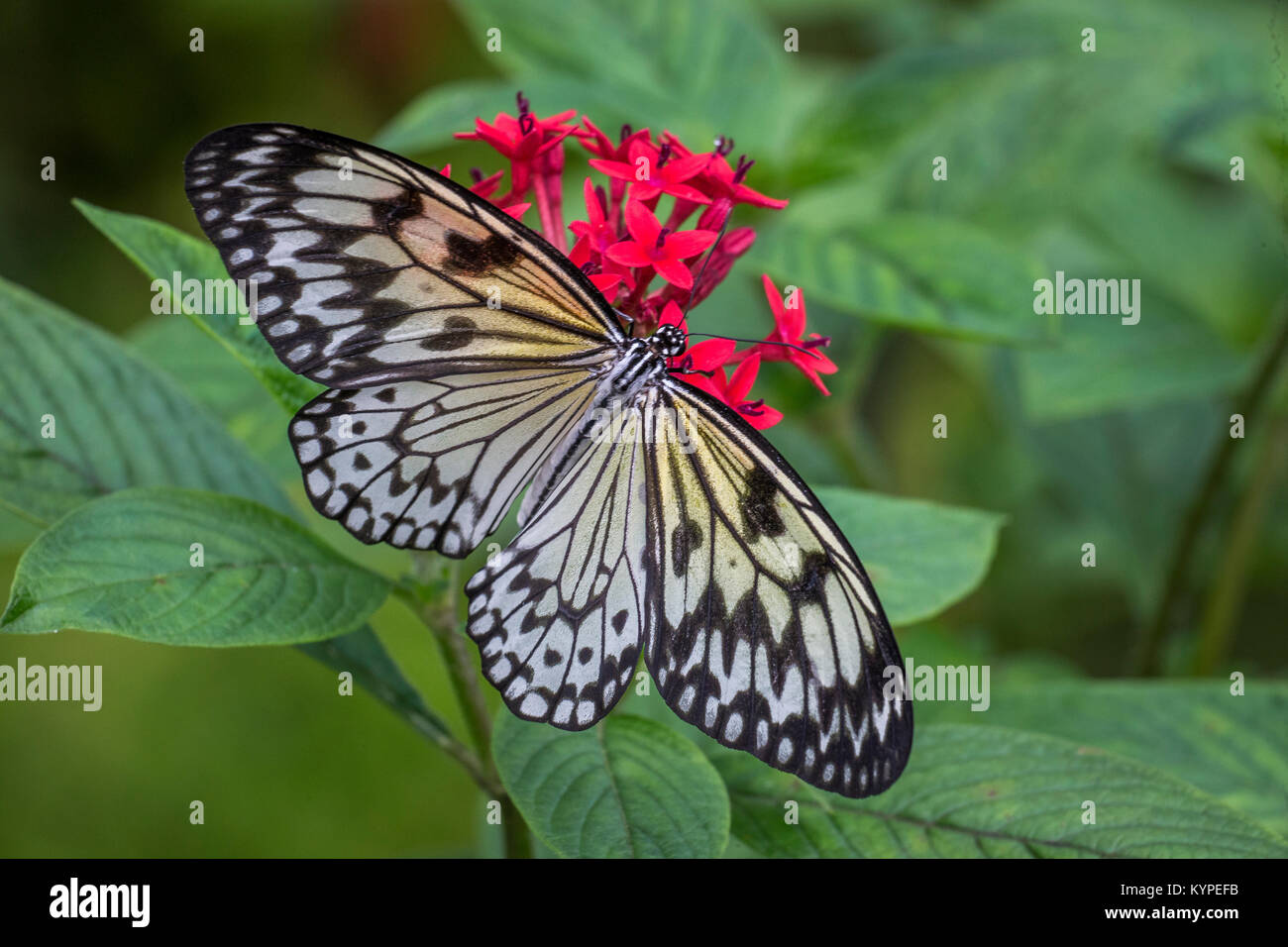 Idea Leuconoe The Paper Kite Rice Paper Or Large Tree Nymph Butterfly On Red Flowers Stock 1703