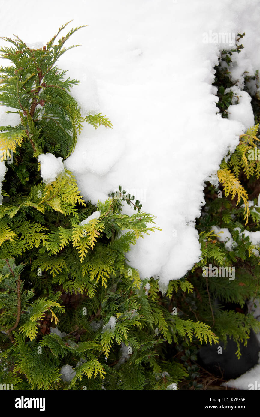 Snowfall on Conifer Trees Stock Photo