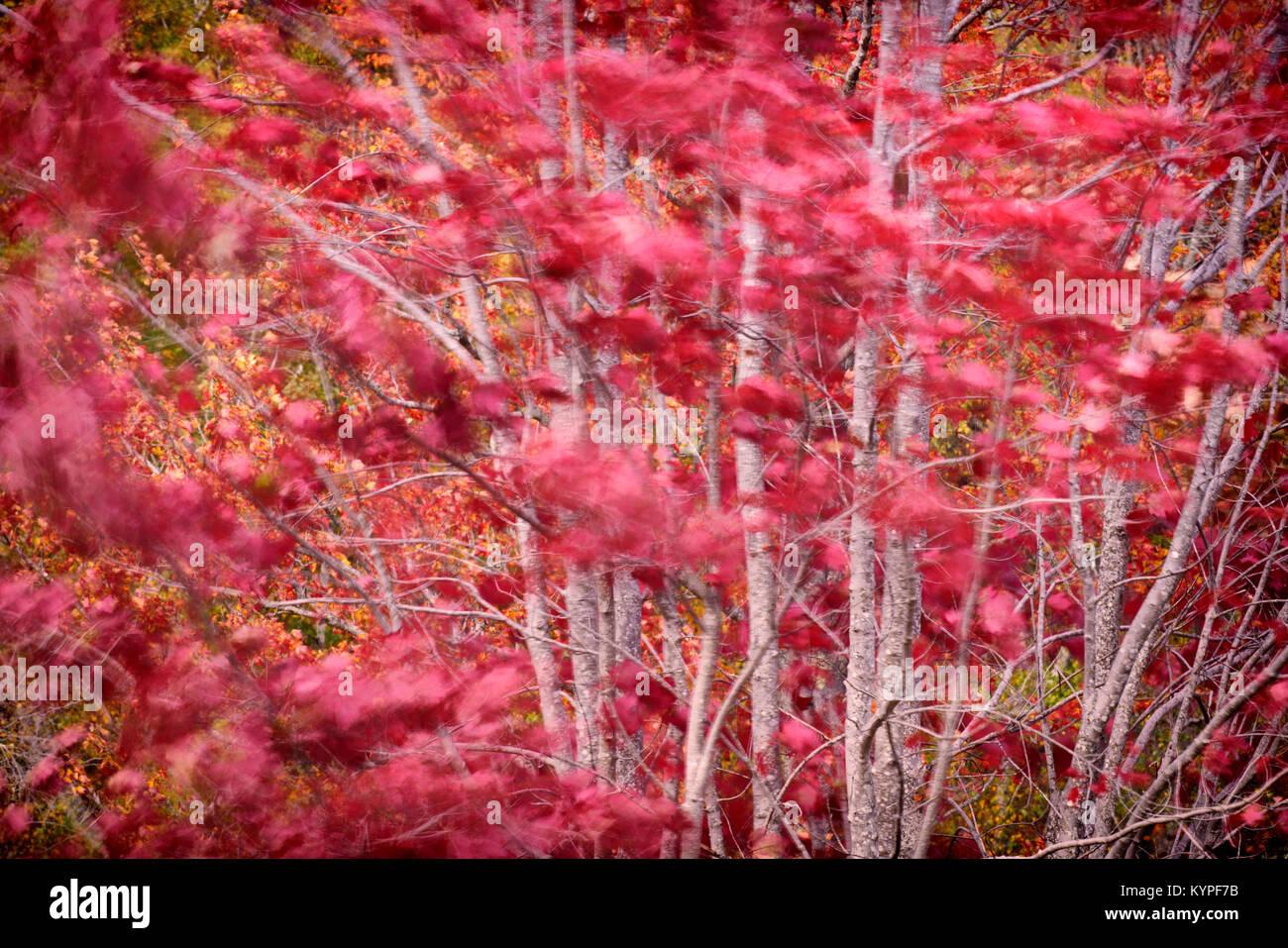 Windblown maple leaves in Acadia National Park in Maine Stock Photo