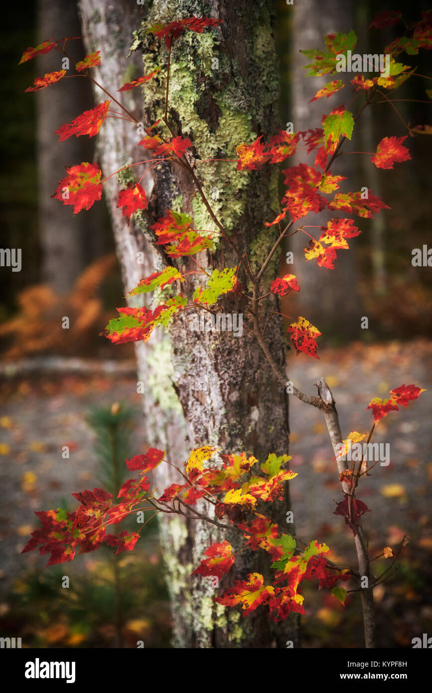Maple leaves beginning to show their autumn color in Acadia National Park in Maine Stock Photo
