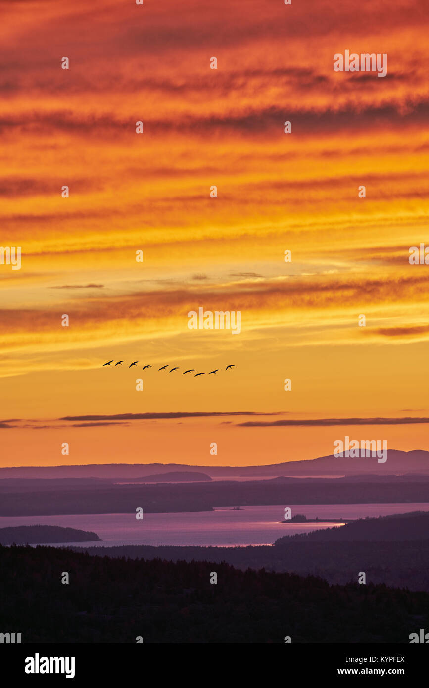 Dramatic sunset with geese from Cadillac Mountain in Acadia National Park in Maine Stock Photo