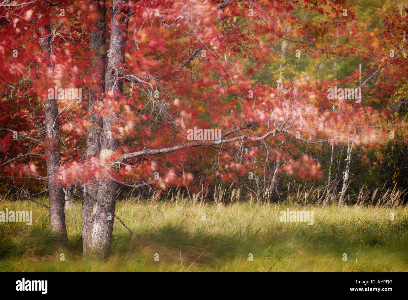 Windblown leaves in Acadia National Park in Maine Stock Photo