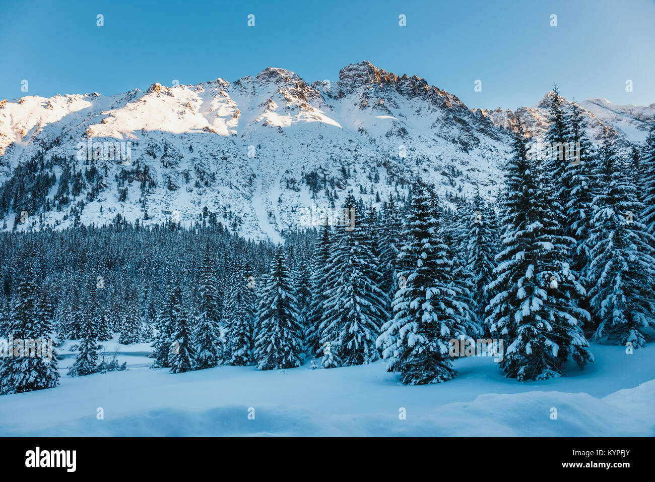 snowy mountains and forest covered with snow Stock Photo - Alamy