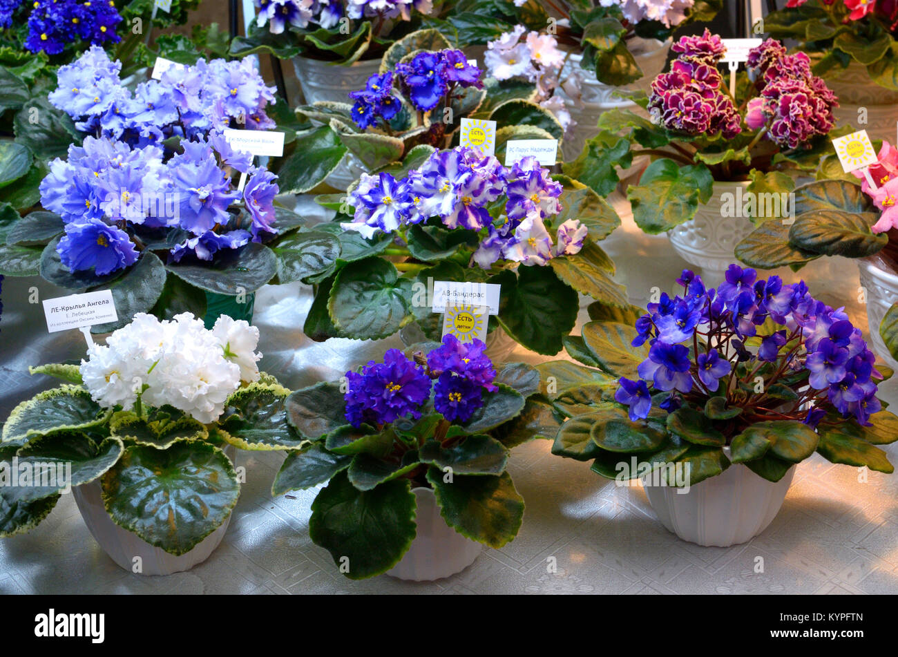 Close-up of potted violets placed on a table during Festival of violets and flower arranging. January 11.2018. Kiev, Ukraine Stock Photo