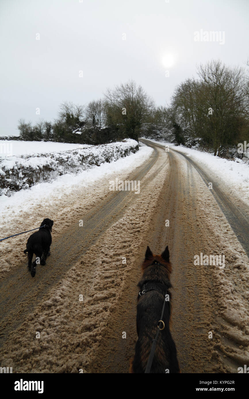 Dogs walking on a snowy road Stock Photo Alamy