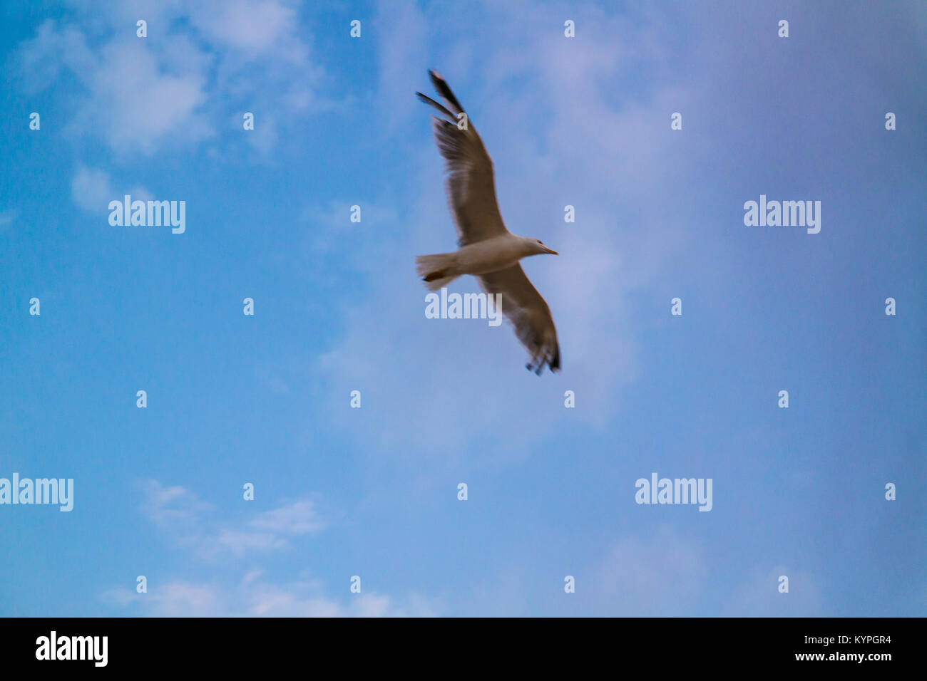 Single seagull flying in a cloudy sky as a background Stock Photo - Alamy