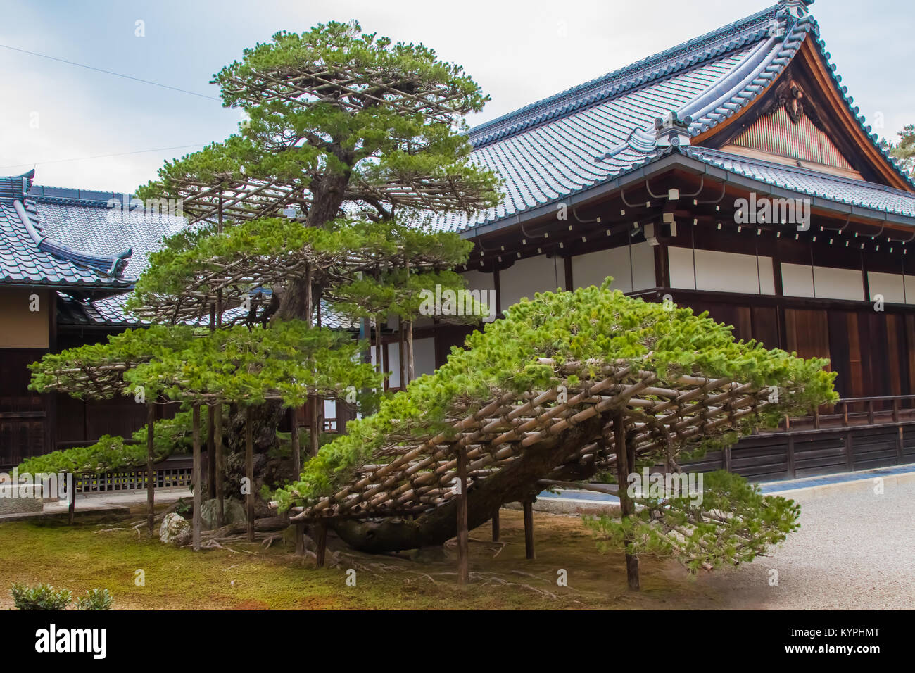 A large bonsai tree in front of a shrine near the Golden Pavilion in Kyoto, Japan. Stock Photo