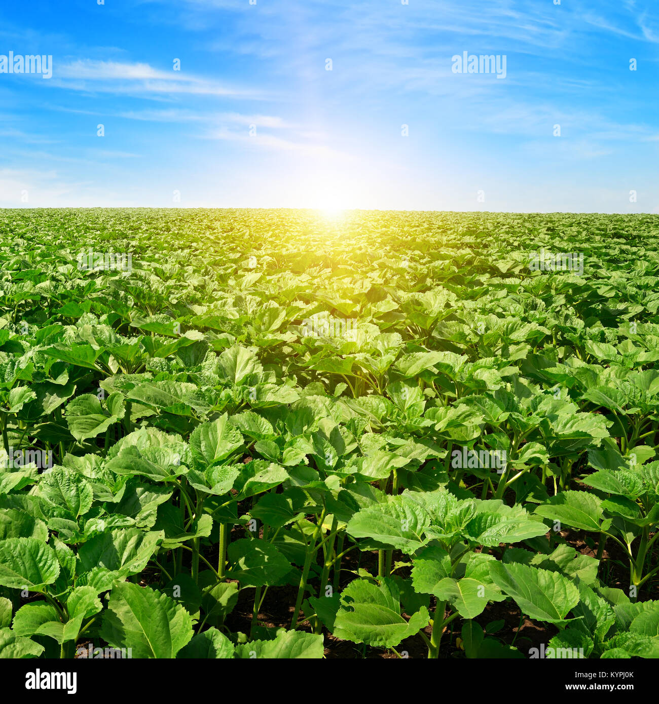 bright sunrise over sunflower field and blue sky Stock Photo - Alamy