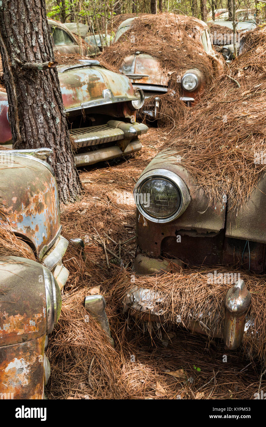 Old cars covered by pine needles at Old Car City, White, Georgia, USA - Stock Image