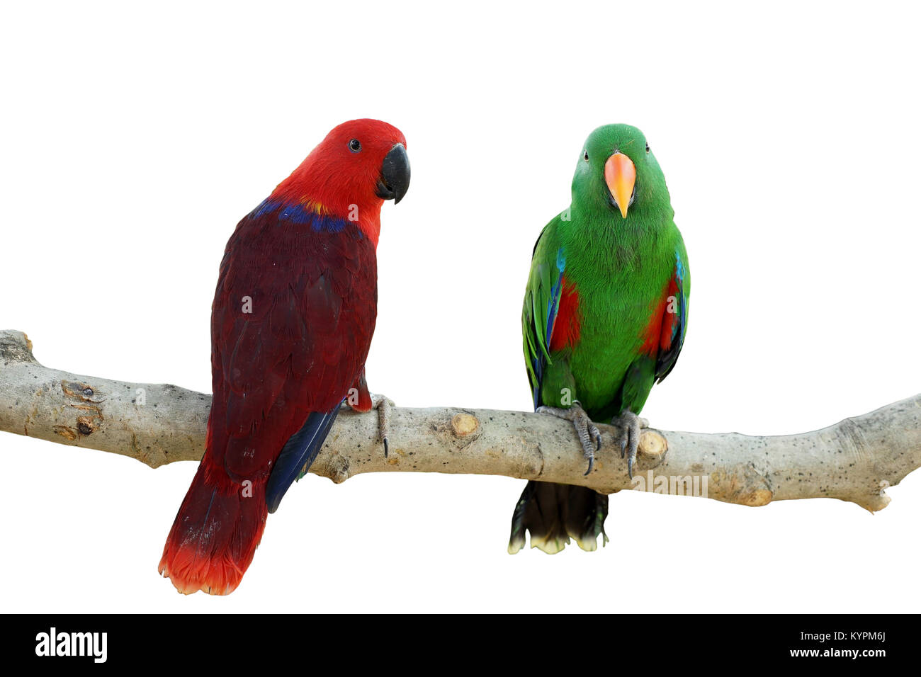 red and green parrot bird isolated on white background Stock Photo