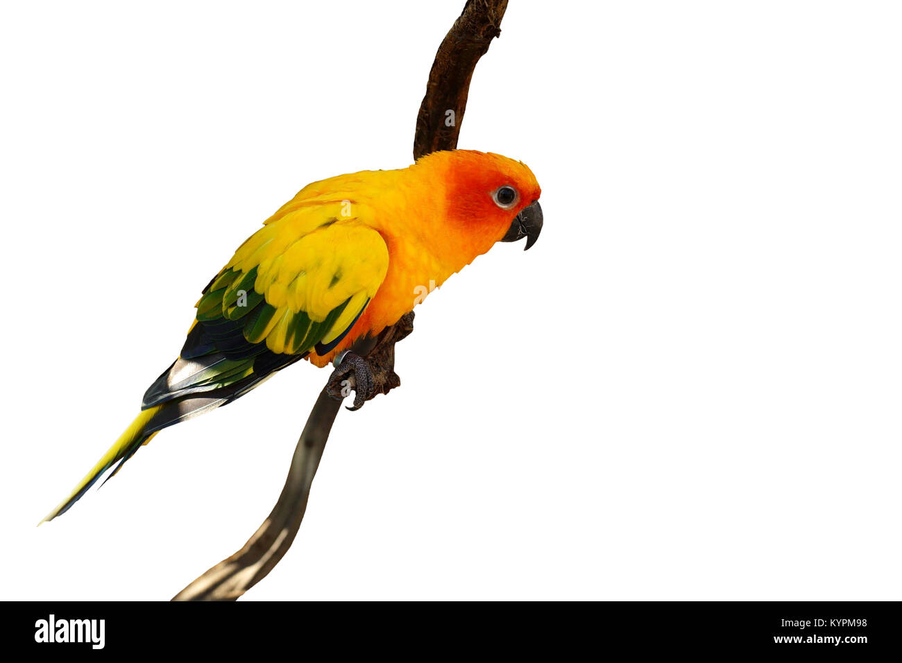sun conure, beautiful yellow parrot bird isolated on white background Stock Photo