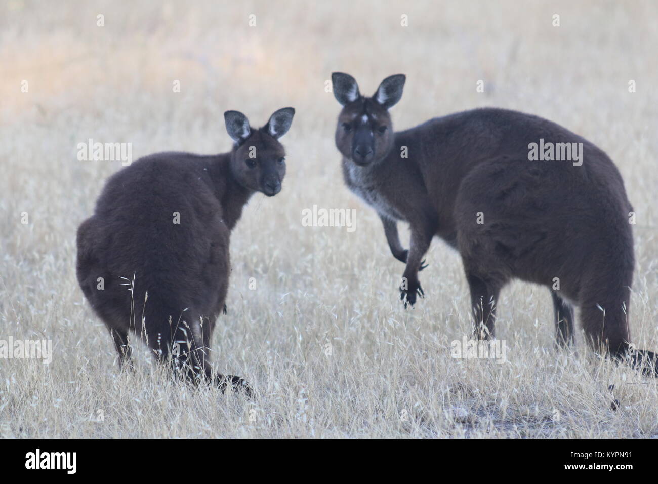 Wild Kangaroos on Kangaroo Island Stock Photo Alamy